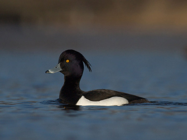 Tukkasotka, Tufted Duck, Aythya fuligula